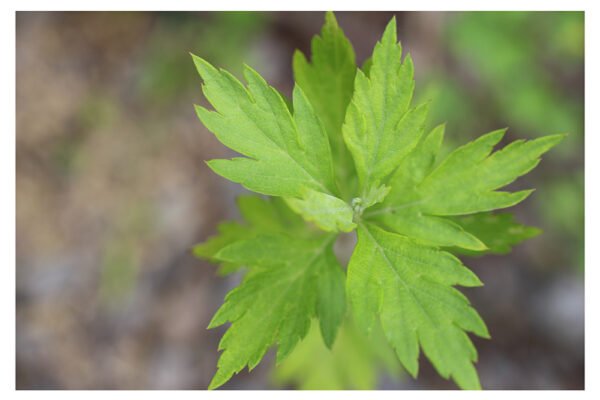 Japanese Moxibustion Foundations Online: A two-part recorded webinar ...