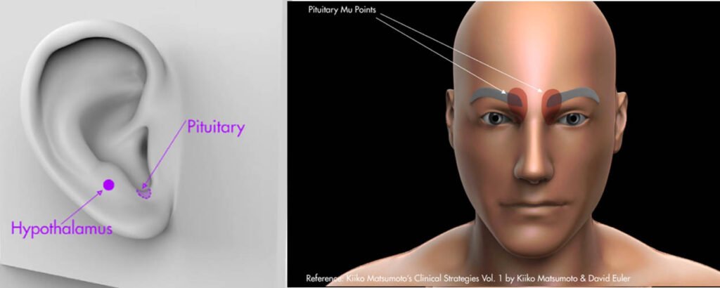 Pituitary-Hypothalamus-1-1024x410 Complimentary Learning with Qiology - Seminars by Peter Scarselletti, Founder, Qiology